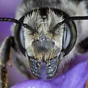 Megachile addenda - photo 3