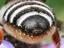 Megachile addenda - photo 4