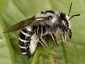 Megachile addenda - photo 5