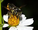 Megachile albitarsis