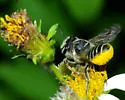 Megachile albitarsis - photo 2