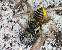 Megachile albitarsis - photo 3