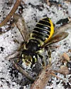 Megachile albitarsis - photo 4