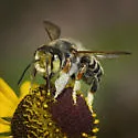 Megachile albitarsis - photo 5
