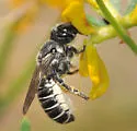 Megachile angelarum