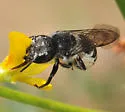 Megachile angelarum - photo 2
