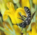 Megachile angelarum - photo 3