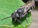Megachile angelarum - photo 4