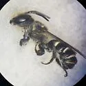Megachile angelarum - photo 5