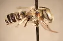 Megachile apicalis