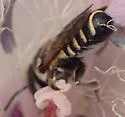 Megachile apicalis - photo 3