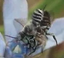 Megachile apicalis - photo 4