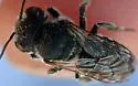 Megachile apicalis - photo 5
