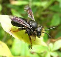 Megachile bahamensis