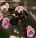 Megachile bahamensis - photo 2