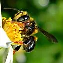 Megachile bahamensis - photo 3