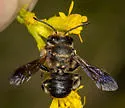 Megachile bahamensis - photo 4