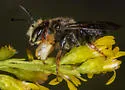 Megachile bahamensis - photo 5