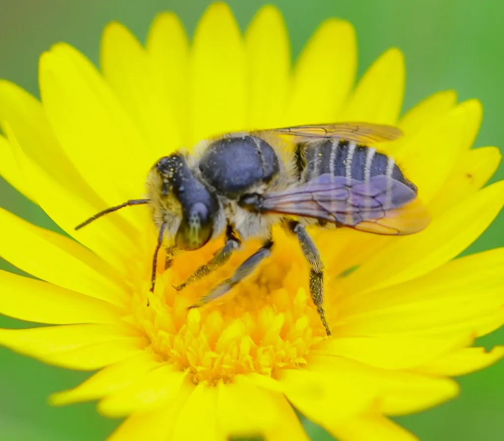 Megachile brevis - photo 2