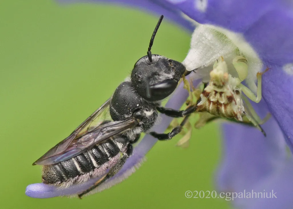 Bellflower Resin Bee - photo 2