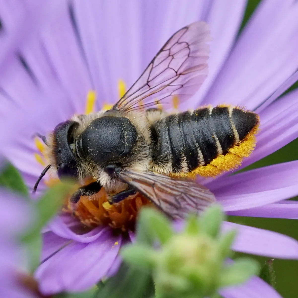 Megachile centuncularis - photo 3