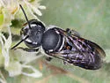 Megachile chichimeca - Megachile chichimeca