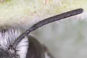 Megachile chichimeca - photo 2