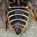 Megachile chichimeca - photo 3