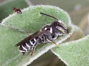 Megachile chichimeca - photo 4