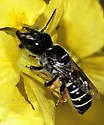 Megachile chilopsidis