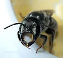 Megachile chilopsidis - photo 3