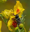 Megachile chilopsidis - photo 4