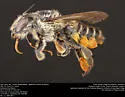 Megachile comata - Megachile comata