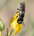 Megachile davidsoni - Megachile davidsoni