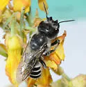 Megachile davidsoni - photo 2