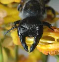 Megachile davidsoni - photo 3