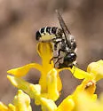 Megachile davidsoni - photo 4