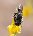 Megachile davidsoni - photo 5