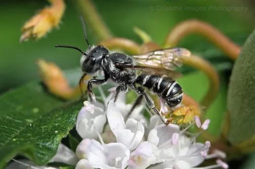 Megachile exilis - Megachile exilis