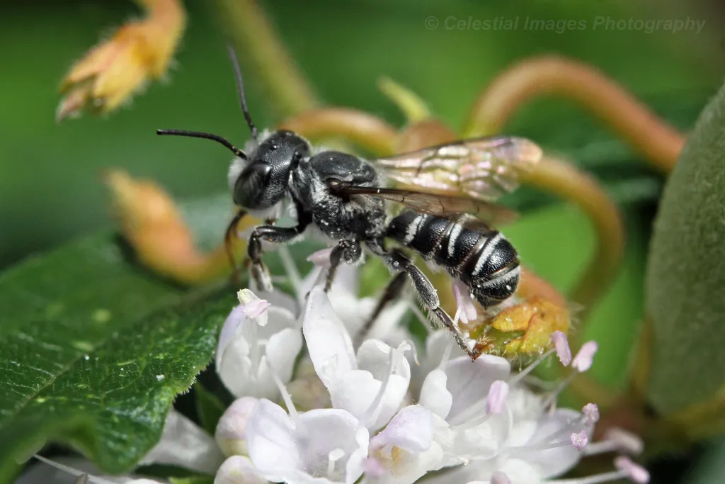 Megachile exilis - photo 2