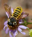 Megachile fidelis - Megachile fidelis
