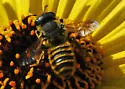 Megachile fidelis - photo 2