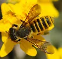 Megachile fidelis - photo 3