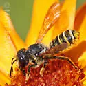 Megachile fidelis - photo 4