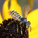 Megachile fidelis - photo 5