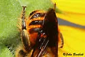 Megachile fortis - photo 2