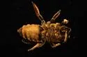 Megachile fortis - photo 3