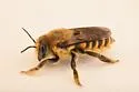 Megachile fortis - photo 4