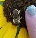 Megachile fortis - photo 5