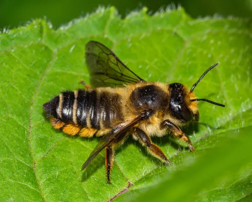 Megachile frigida - Megachile frigida